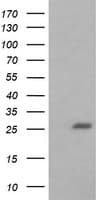 BCL2L1 / BCL-XL Antibody (clone OTI2D1)
