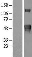 KREMEN2 Protein (Over-Expression Lysate Myc-DDK (Flag))