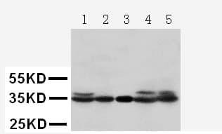 Polyclonal Rabbit anti-Human CDK1 / CDC2 Antibody (aa279-297, WB)