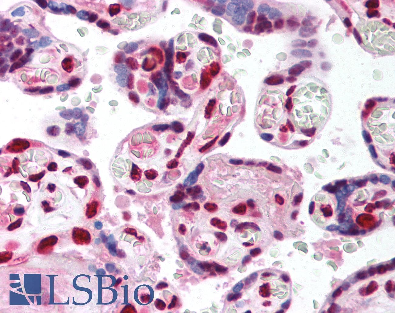 TCF4 Antibody (aa73-122)