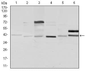 NCK1 / NCK Antibody (clone 5B7)