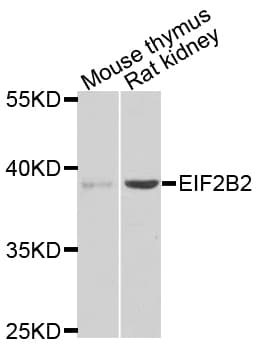 EIF2B2 Antibody