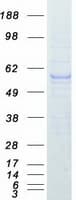 Human PPARG / PPAR Gamma Protein (Recombinant Myc-DDK (Flag))