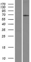 ASB2 Protein (Over-Expression Lysate Myc-DDK (Flag))