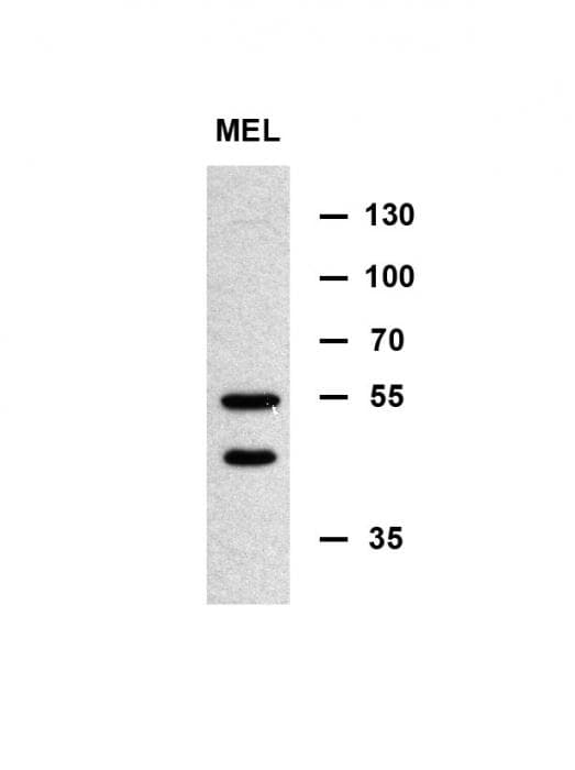MINPP1 Antibody (aa28-55)