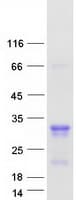Human MED29 / IXL Protein (Recombinant Myc-DDK (Flag))