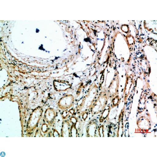 Polyclonal Rabbit anti-Human MIB1 Antibody (WB)