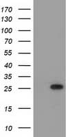 MOBKL2B / MOB3B Antibody (clone OTI5C7, Carrier-free)