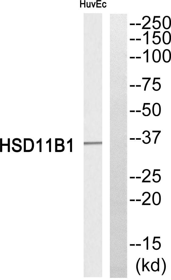 Polyclonal Rabbit anti-Human HSD11B1 / HSD11B Antibody (IHC, WB)