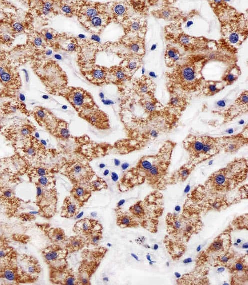 AGAP6 Antibody (C-Terminus)