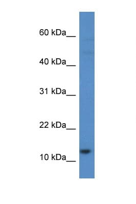 HIST1H2AH Antibody (C-Terminus)