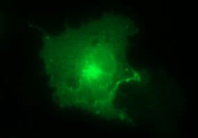 CLDN6 / Claudin 6 Antibody (clone OTI4B5)
