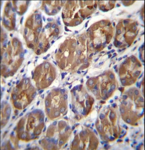 PGA4 Antibody (aa353-381)