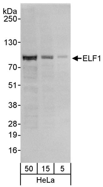 ELF1 Antibody (aa569-619)