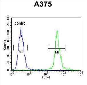 ALS2CR11 Antibody (aa152-181)