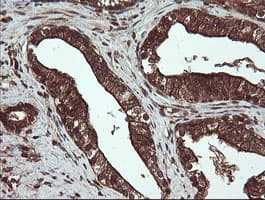 CXorf26 Antibody (clone OTI5A11)