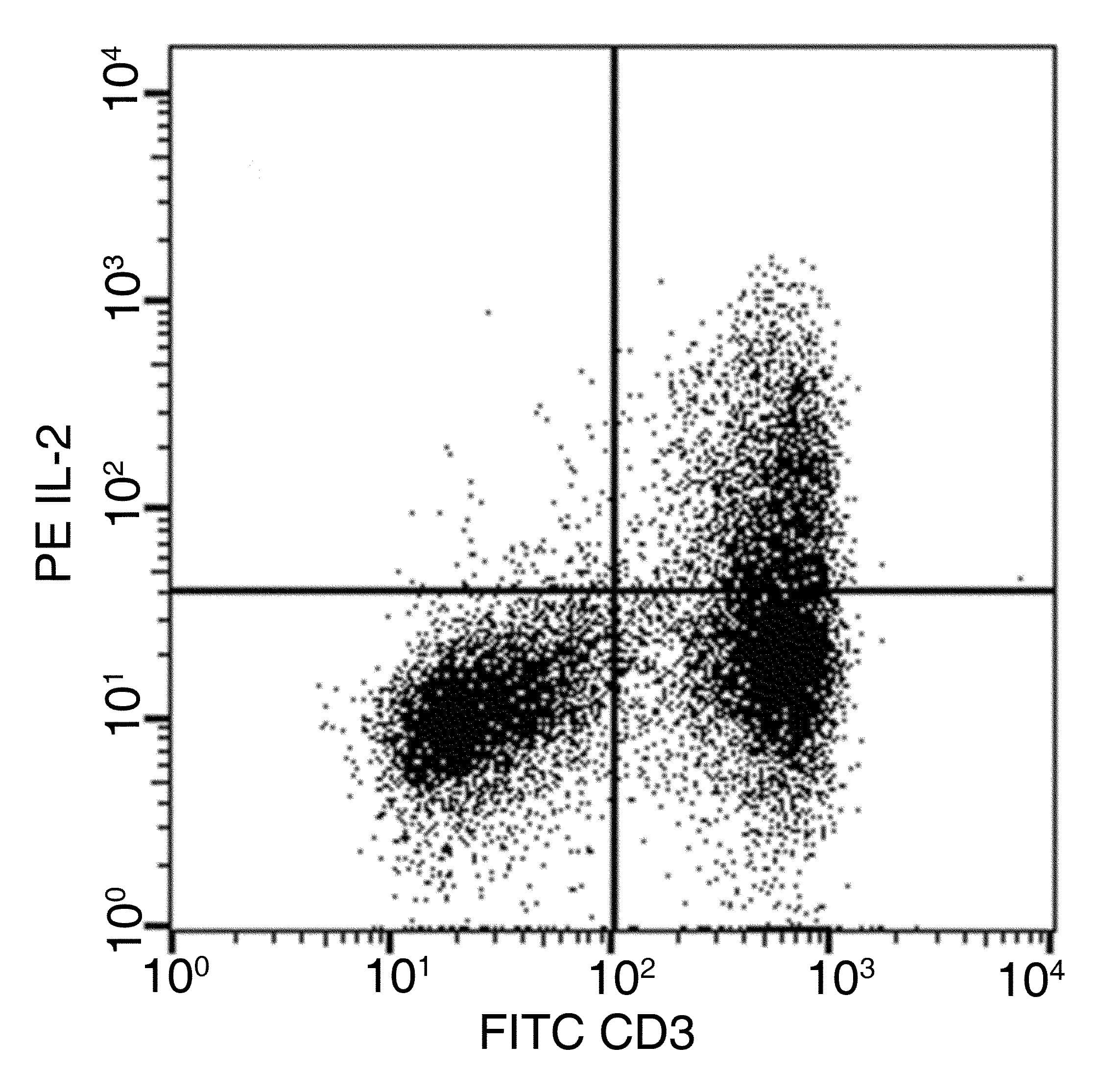 Monoclonal Mouse anti-Rat IL2 Antibody (clone 06, PE)