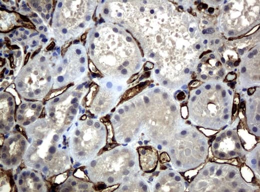 PECAM-1 / CD31 Antibody (clone UMAB29)