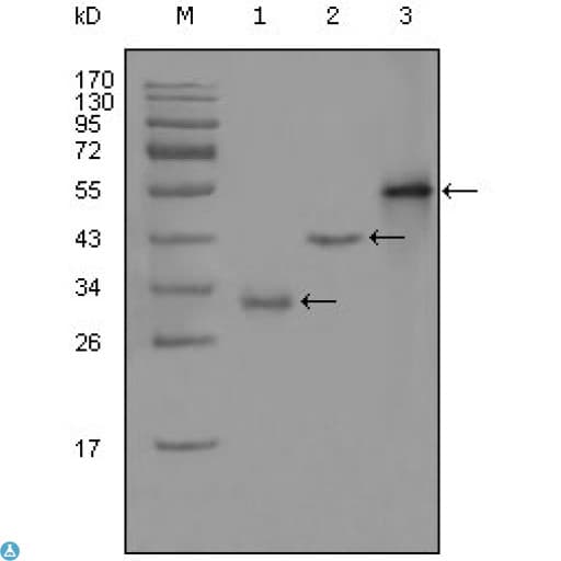 EDR / PEG10 Antibody