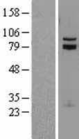 TCF12 / HEB Protein (Over-Expression Lysate Myc-DDK (Flag))