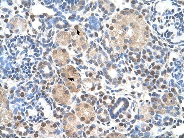 ZNF274 Antibody (aa87-136, Biotin)