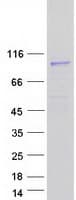 Human SEMA4F / Semaphorin 4F Protein (Recombinant Myc-DDK (Flag))
