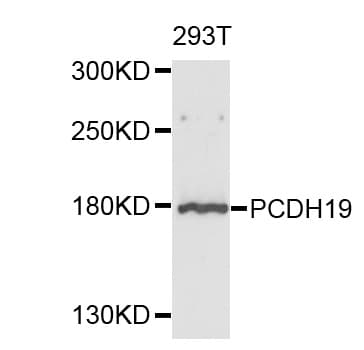 Polyclonal Rabbit anti-Human PCDH19 / Protocadherin 19 Antibody (WB)