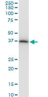 PRSS8 / Prostasin Antibody (clone 3C4)