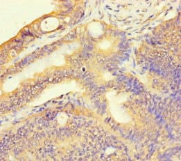 T2R13 / TAS2R13 Antibody