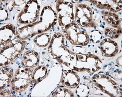 FAHD2A Antibody (clone OTI6D9)