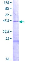 Human MRPL35 Protein (Recombinant GST)