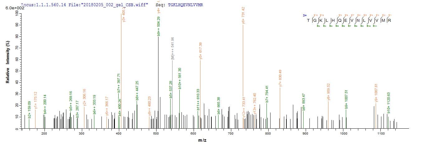 Human CD4 Protein (Recombinant 6His, N-terminus)