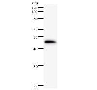 Monoclonal Mouse anti-Human HEXIM1 Antibody (clone 2416C2a, IF, WB)