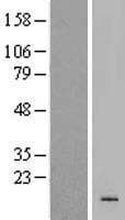 KRTAP19-4 Protein (Over-Expression Lysate Myc-DDK (Flag))
