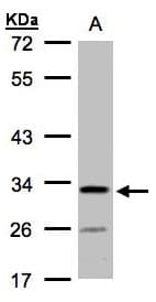 C4orf19 Antibody (aa127-314)