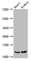 Polyclonal Rabbit anti-Mouse OCM / Oncomodulin Antibody (WB)
