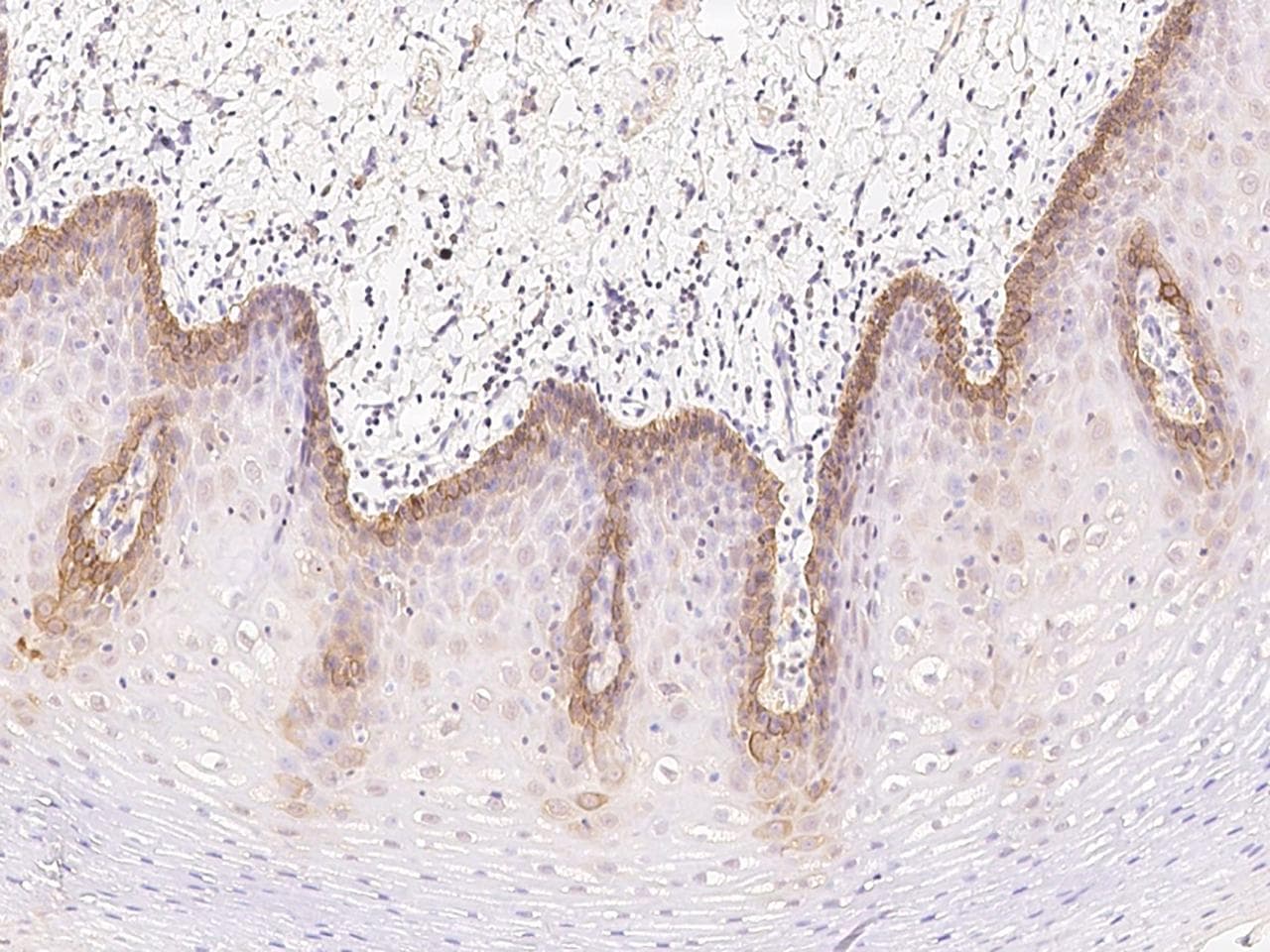 Polyclonal Rabbit anti-Human (CYREN) C7orf49 Antibody (IHC)