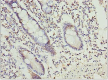 OSGEP Antibody
