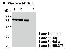 ORC2L / ORC2 Antibody (clone 3B7)