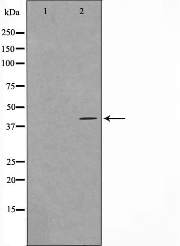 c-Maf Antibody