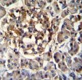 SEC14L5 Antibody (aa448-477)