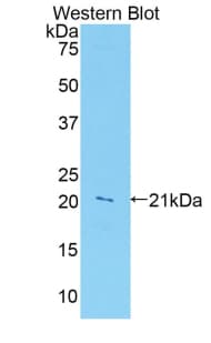 LAIR1 / CD305 Antibody (aa40-208, Cy3)