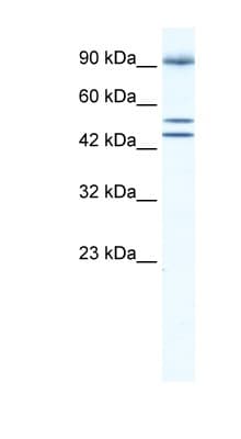 BRD2 / RING3 Antibody (aa524-573)