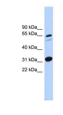 FAM234A Antibody (aa431-480)