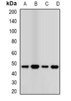 TCN2 Antibody