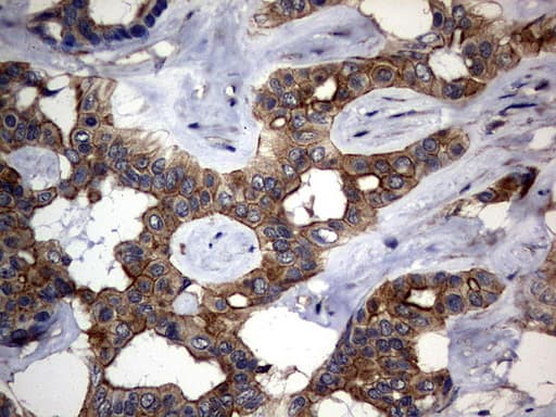 DDIT3 / CHOP Antibody (clone OTI2D3)