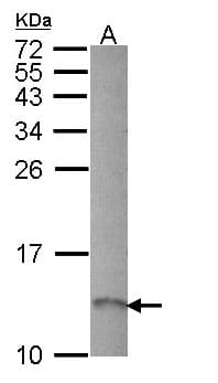 RAMP1 Antibody (aa84-148)