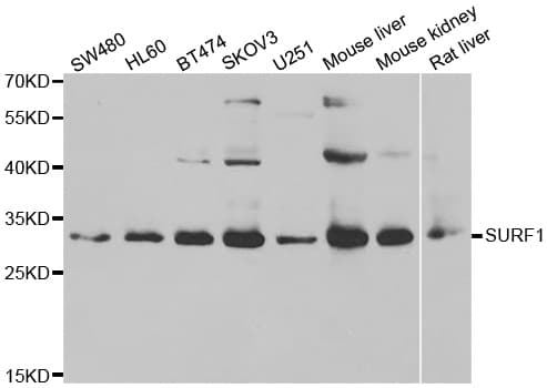 SURF1 Antibody