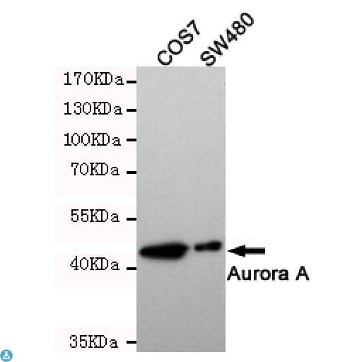 AURKA / Aurora-A Antibody