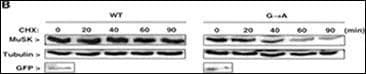 Polyclonal Rabbit anti-Human MUSK Antibody (aa35-65, IHC, WB)